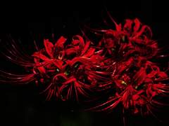 2. 비통과 그리움을