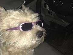 웃긴 짤로 망상을 해보아요