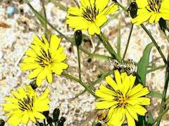 썰 (스팬담) 원작 스팬담과 관련 드림주들이 모두 한자리에 모인다면?