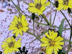 썰 (스팬담ts) 소꿉친구였던 남편이 죽었다