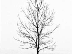 뿌리가 썩은 나무