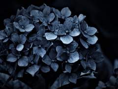 레이첼 / 남성 / 아다만티아 / 순혈