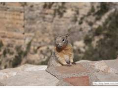 머리를 부딪친 곰 이야기