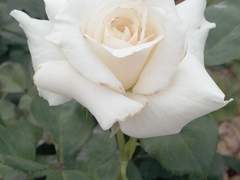 빛이여 저 피고지는 새하얀 장미처럼 나를 구원하소서