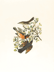 구름 속의 나비