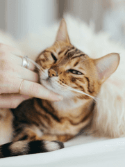 어느 날 호랑이를 주웠다