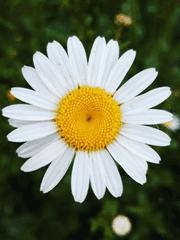 데이지를 품은 고양이