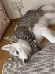 동성 연애는 처음이라