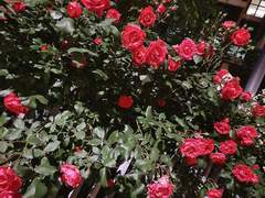 다복팔당多福八堂