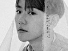 [찬백] '꽃', 그리고 홍시.