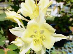 썰 [칼리스파루치] 저버리지 못할 약속이여