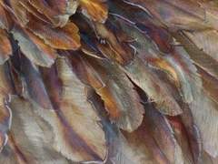 이카루스 | XY | 25 | 후방지원팀