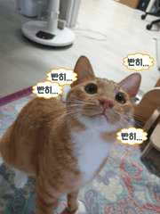 소바와사비 다이어리