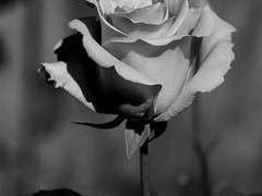 월하정인 月下情人 5