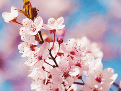 [당보청명(당보)]梅不可傷蝶 蝶不可折梅也 소장본 샘플공개