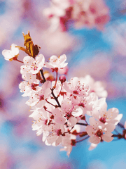 梅不可傷蝶 蝶不可折梅也