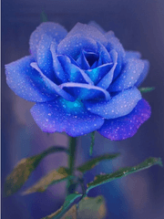 겨울은 당신의 다정