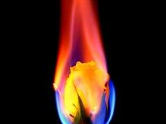 이제 막 움트고 있는 불꽃