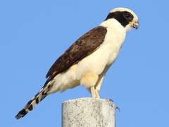 16. 뱀매(Laughing falcon)