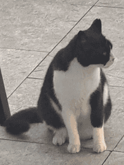 가족같은 테슽아