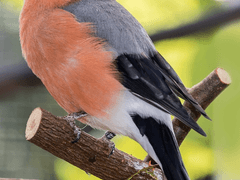 피리 부는 사나이 11