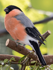 피리 부는 사나이