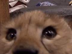 [NCT] 펫캠 설치 완료! +