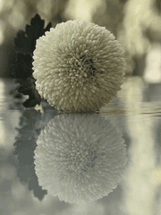 꽃이 피는 계절은 언제인가?