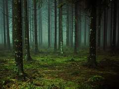 05: 목련 향기의 용 2