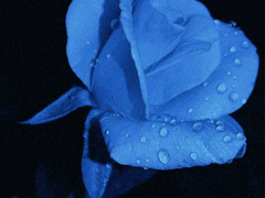 푸른 독초 BLUE VENOM 05