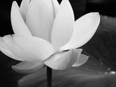 唵麽抳鉢銘吽 연성 정리 노트