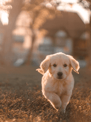 강아지인데, 문제있나요?