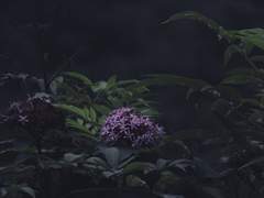 친애하는 마거리트에게