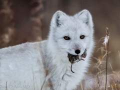 [2기] Dark Hero / 레베일