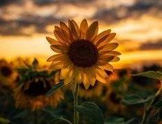 바다를 품은 해바라기 : 이상하고 별나지만 아름다운