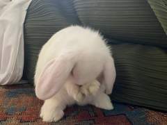 [NCT] 펫캠 설치 완료! ++