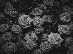 다 시들어가는 검은 장미.