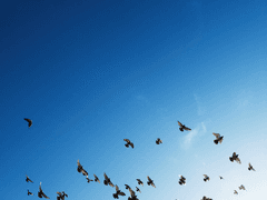 흰비둘기의 날개는 언제나 꺾여있다.