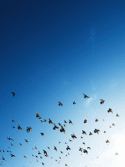 성우림 [非命橫死]