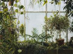 마법약 (종기치료약에 쓰이는 재료)