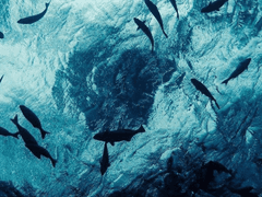 홀로서기 : 사회화 캠프