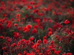 붉은 양귀비의 꽃말은