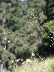 잎새에 이는 바람