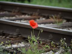 마지막 인사는 아직 못했는데요_02