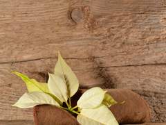 그저 그럴듯하게 쓰일 뿐인 이야기