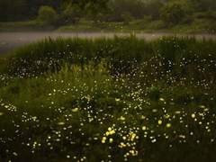 [2기] 엘리샤 Elisha (完)