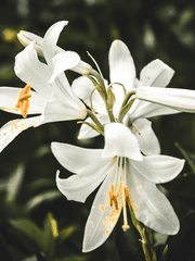 이런 로맨스는 어떠신가요