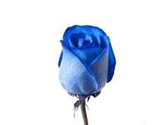 르네 D. 데카르트 | XY | PB | 래번클로