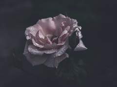 네가 사랑하며 죽는다면 나는 사랑하고 죽일 테다.