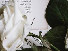 제비는 후회를 조아먹고 날아가리